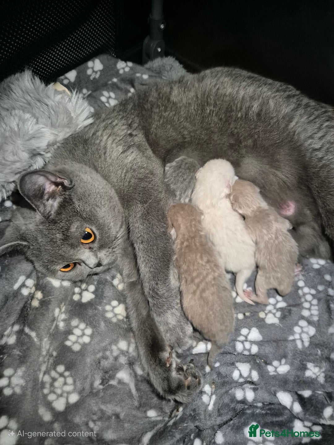 British Shorthair cats for sale: Adorable,chunky,champion lined british shorthairs! - Image 11