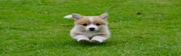 Welsh Corgi Pembroke dogs for sale: Pembroke corgi pups - Advert 15