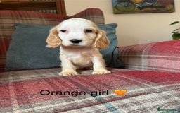 Cocker Spaniel dogs for sale: KC registered, health tested, show type puppies  - Image 13