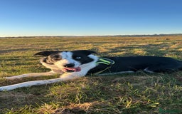 Border Collie dogs for sale: Cooper and Juno - Image 10