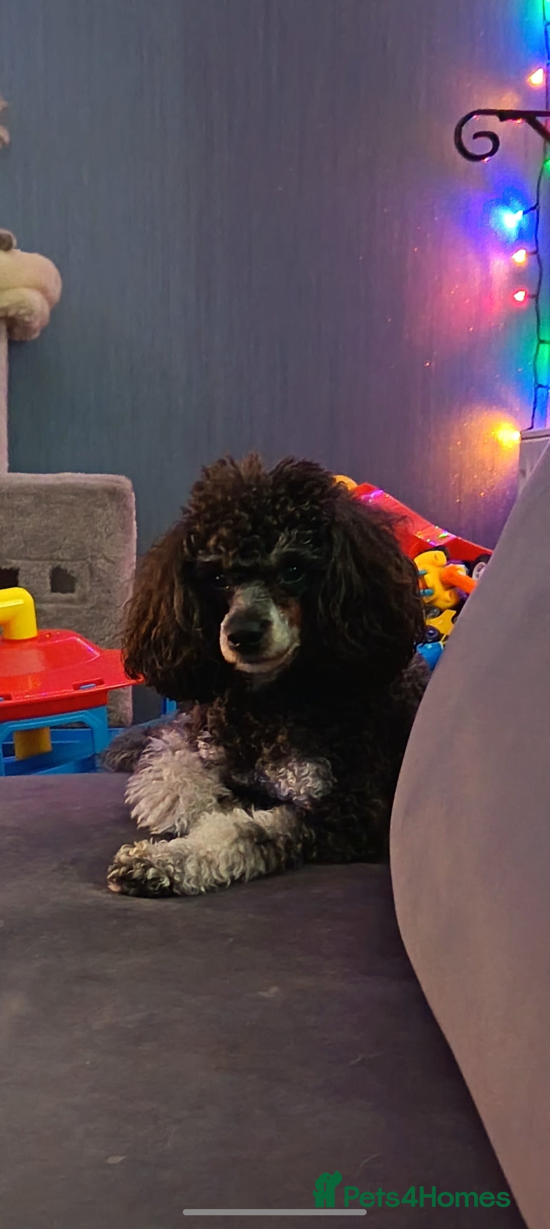 Toy Poodle dogs *Beautiful Blue Phantom*DNA Clear*Carries Silver* - Advert 1