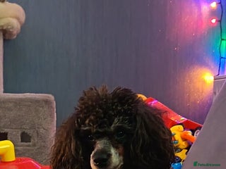 Toy Poodle dogs *Beautiful Blue Phantom*DNA Clear*Carries Silver* - Advert 1