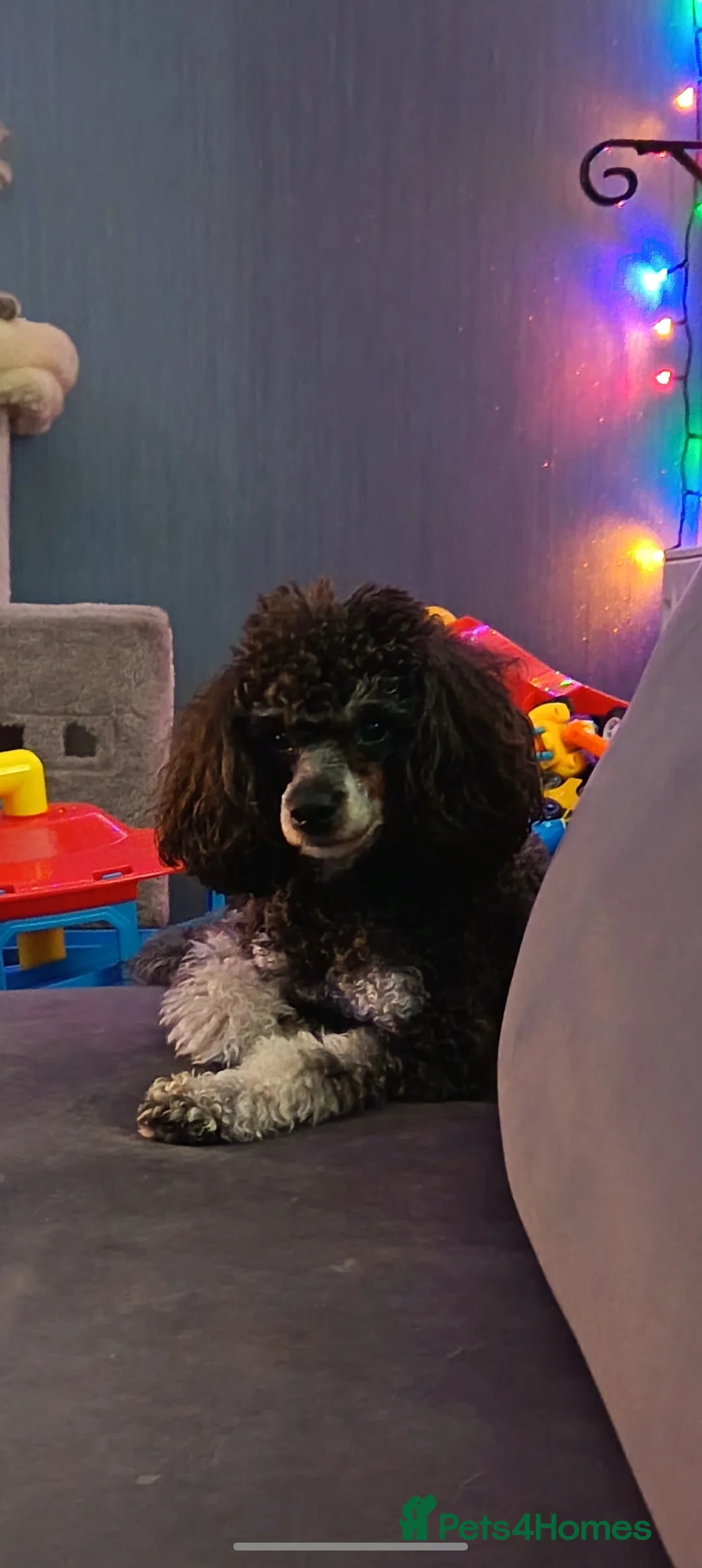 Toy Poodle dogs for stud: *Beautiful Blue Phantom*DNA Clear*Carries Silver* - Advert 2