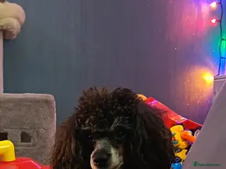 Toy Poodle dogs *Beautiful Blue Phantom*DNA Clear*Carries Silver* - Advert 2