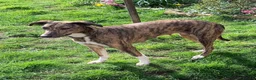 Mixed Breed dogs for sale: Blue Merle Border Collie x Lurcher Puppies  - Advert 14