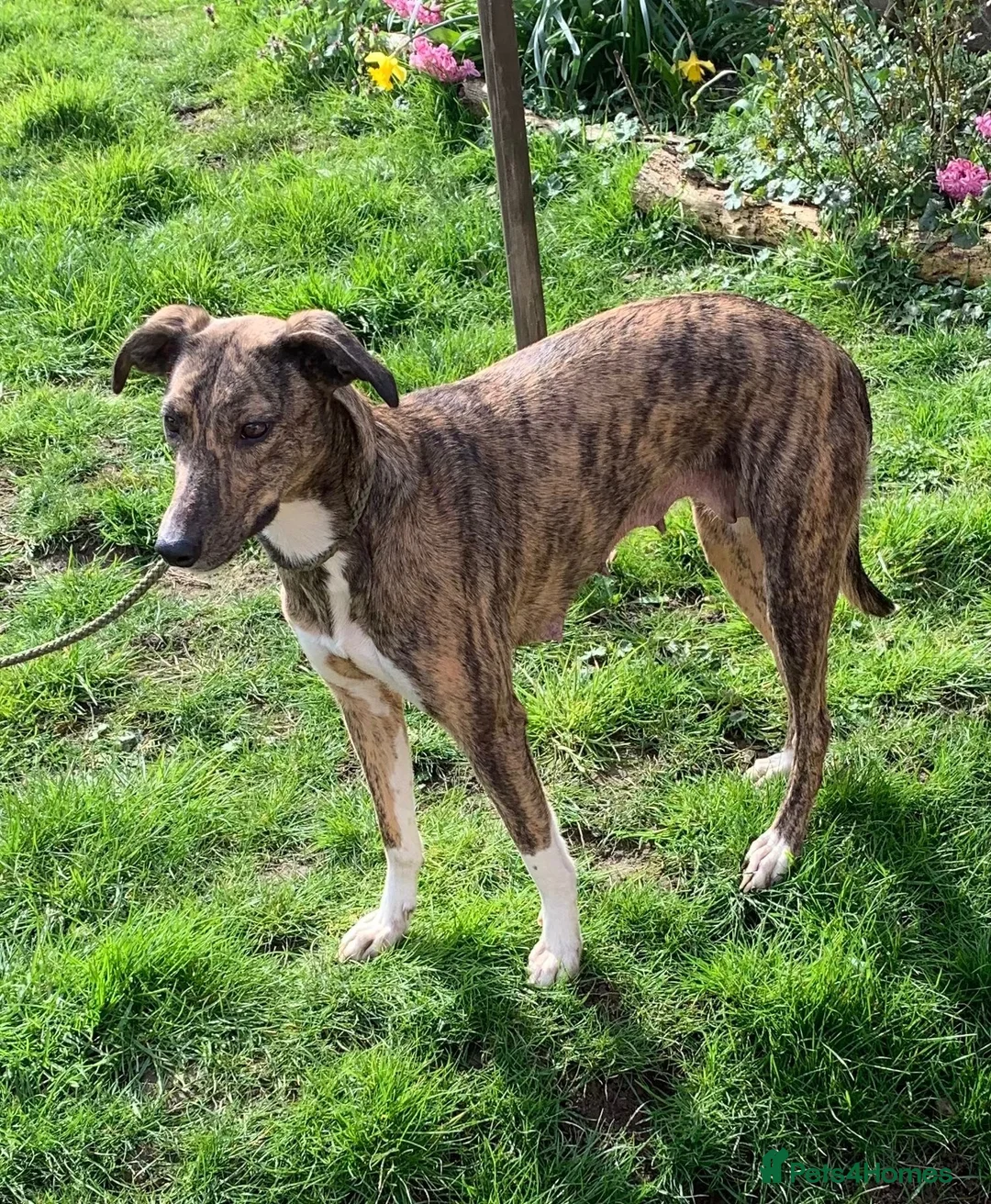 Mixed Breed dogs for sale: Blue Merle Border Collie x Lurcher Puppies  - Advert 14