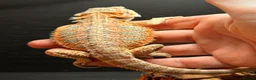 Bearded Dragon reptiles for sale: Baby bearded dragons hypos mixed  - Advert 4