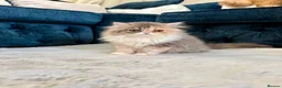 Persian cats for sale: 3 perisan kittens available - Advert 7