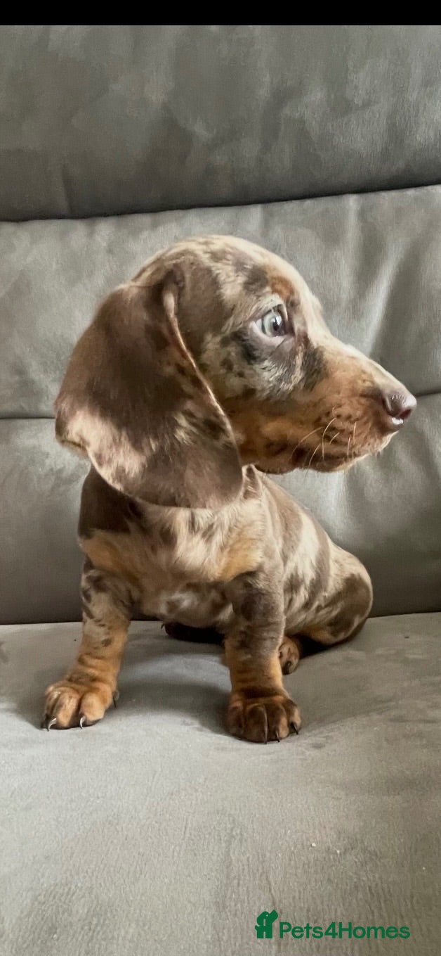 Dachshund dogs 7 beautiful Dachshunds  - Advert 1