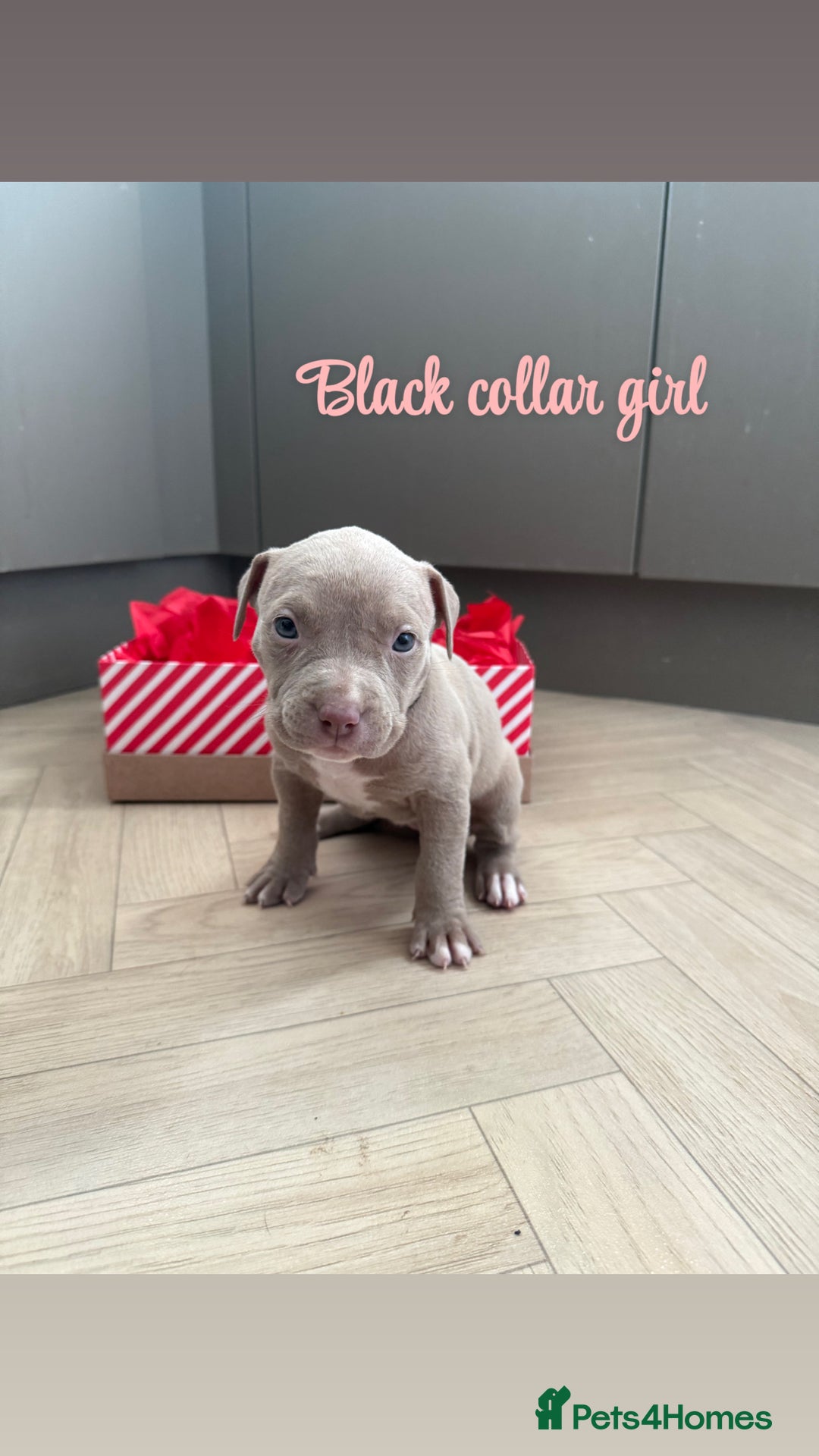 American Bully dogs for sale: 8 gorgeous American Bully pups 🐶 - Advert 1