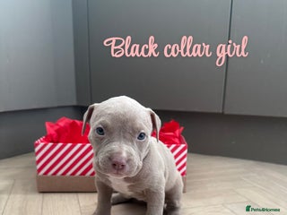 American Bully dogs 8 gorgeous American Bully pups 🐶 - Advert 1