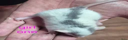 Rat rodents for sale: Baby Dumbo Rats - Advert 4