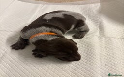 German Shorthaired Pointer dogs for sale: Mischew’s puppies - Image 7