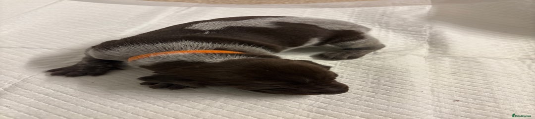 German Shorthaired Pointer Puppy 4