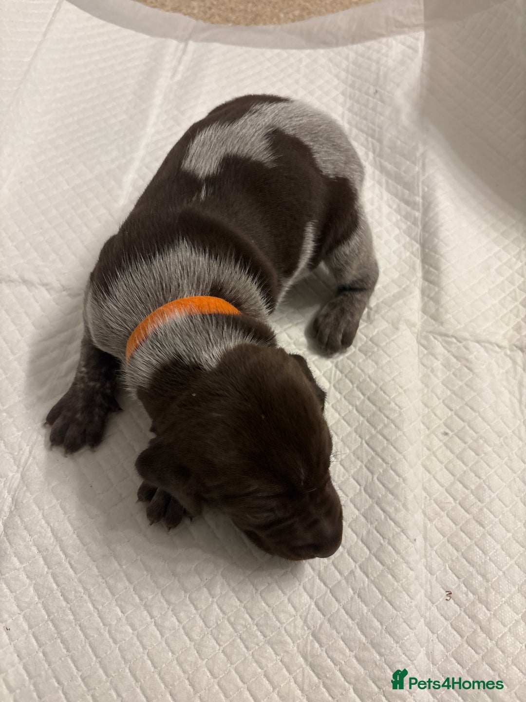 German Shorthaired Pointer dogs for sale: Mischew’s puppies - Image 7