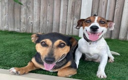 Jack Russell dogs for sale: Jack Russell puppy  - Image 6