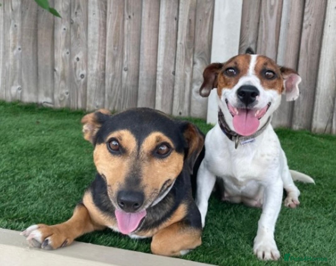 Jack Russell dogs for sale: Jack Russell puppy  - Image 6