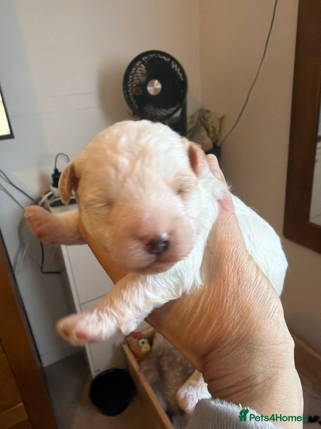 Yorkiepoo dogs for sale: 4 stunning Yorkiepoo Puppys  in Bridgwater - Advert 9