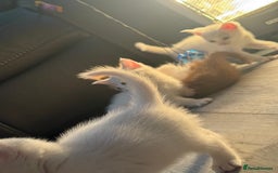 Mixed Breed cats for sale: cross breed Scottish fold cross main coon  - Image 10