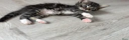 Mixed Breed cats for sale: Affectionate & Beautiful Ragdoll X Kittens - Advert 10