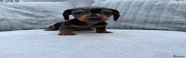 FREDDO 