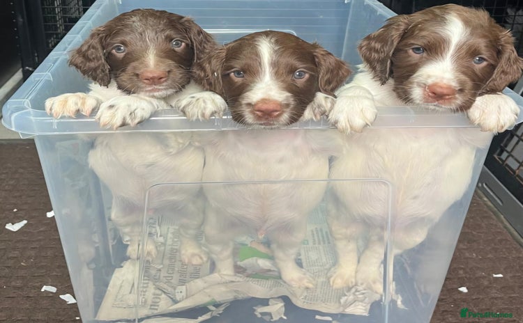 English Springer Spaniel dogs - Advert 5