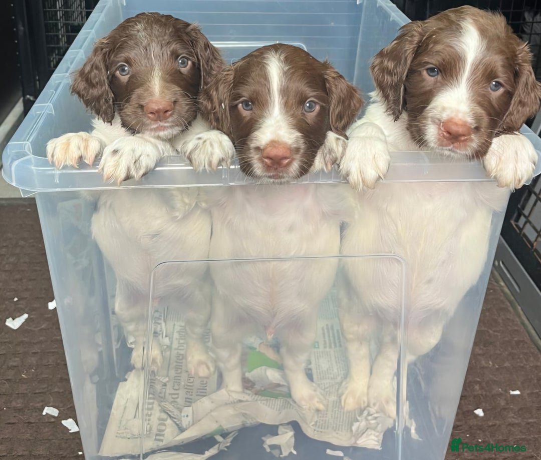 English Springer Spaniel dogs for sale: Health Tested Well Bred Pups - Image 1