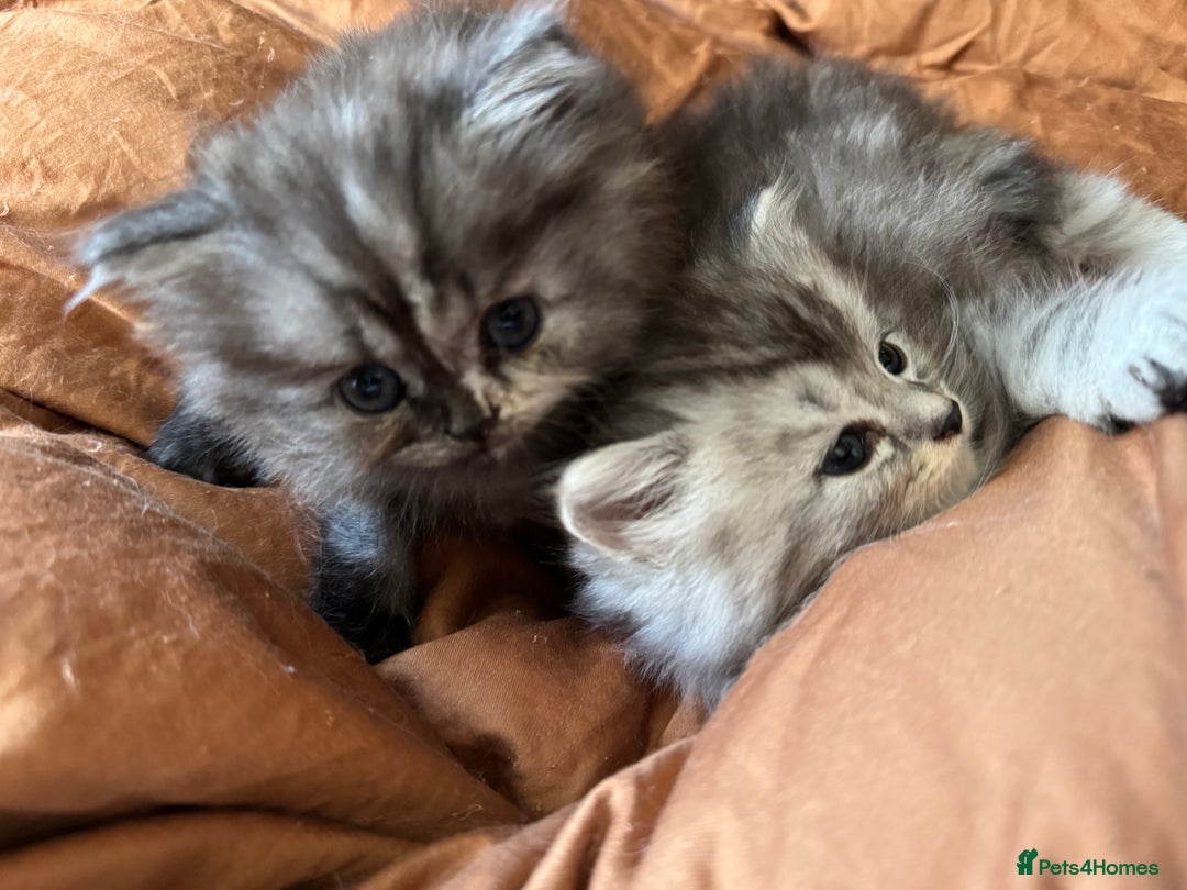 Persian cats for sale: Cute Persian Kittens 2 Left For Sale - Image 10