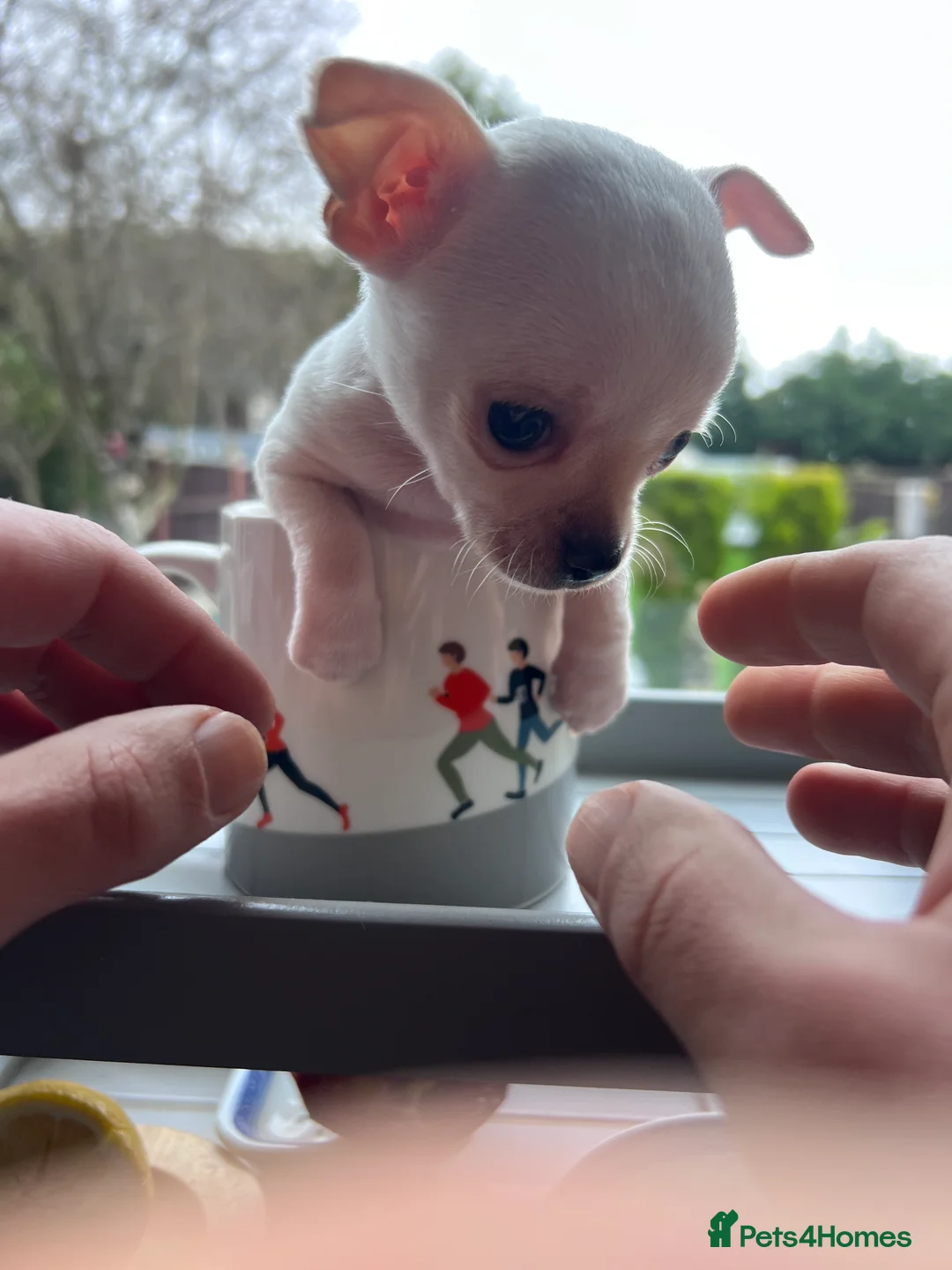 Chihuahua dogs for sale: Short coat chihuahuas available 🐾💓🐶 - Advert 12