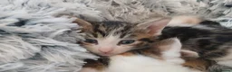 Mixed Breed cats for sale: Beautiful kittens - Advert 11