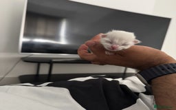 Ragdoll cats for sale: 🐾 Ragdoll Kitten for Sale 🐾 - Image 4