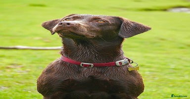 Labrador Retriever dogs - Advert 11