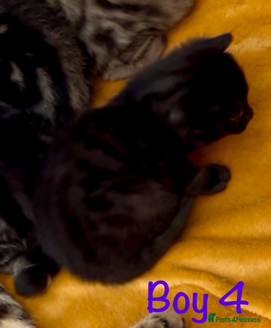 Bengal cats for sale: Gorgeous 5 Bengal-cross kittens - Image 2