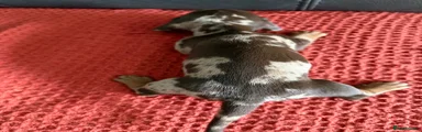 Dachshund 8