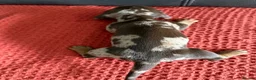Dachshund dogs for sale: 7 Puppies Available  - Advert 10
