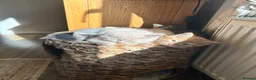 Mixed Breed cats for sale: Beautiful British short haired cross kittens  - Advert 2