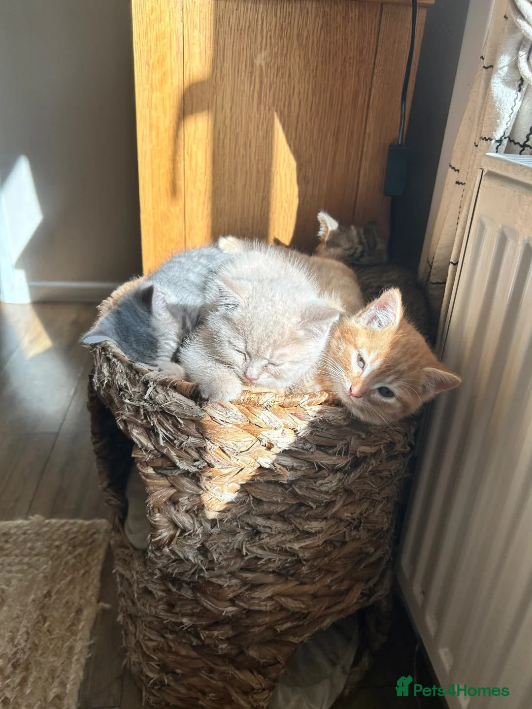 Mixed Breed cats for sale: Beautiful British short haired cross kittens  - Advert 2