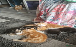 Mixed Breed cats for sale: Half Norwegian forest cat, and short haired  - Image 1