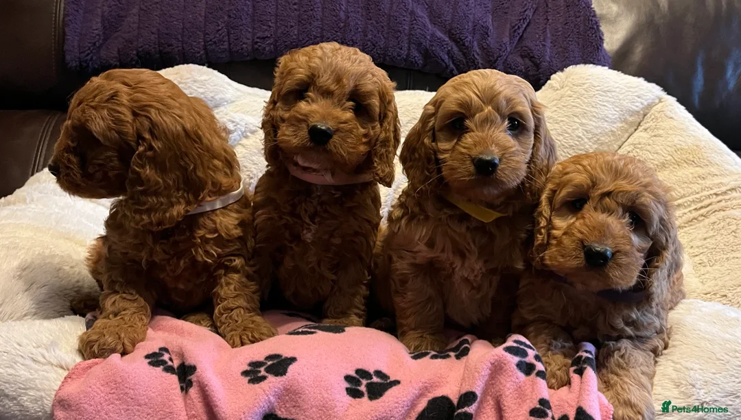 Cockapoo dogs for sale: Stunning cockapoo puppies  - Advert 4