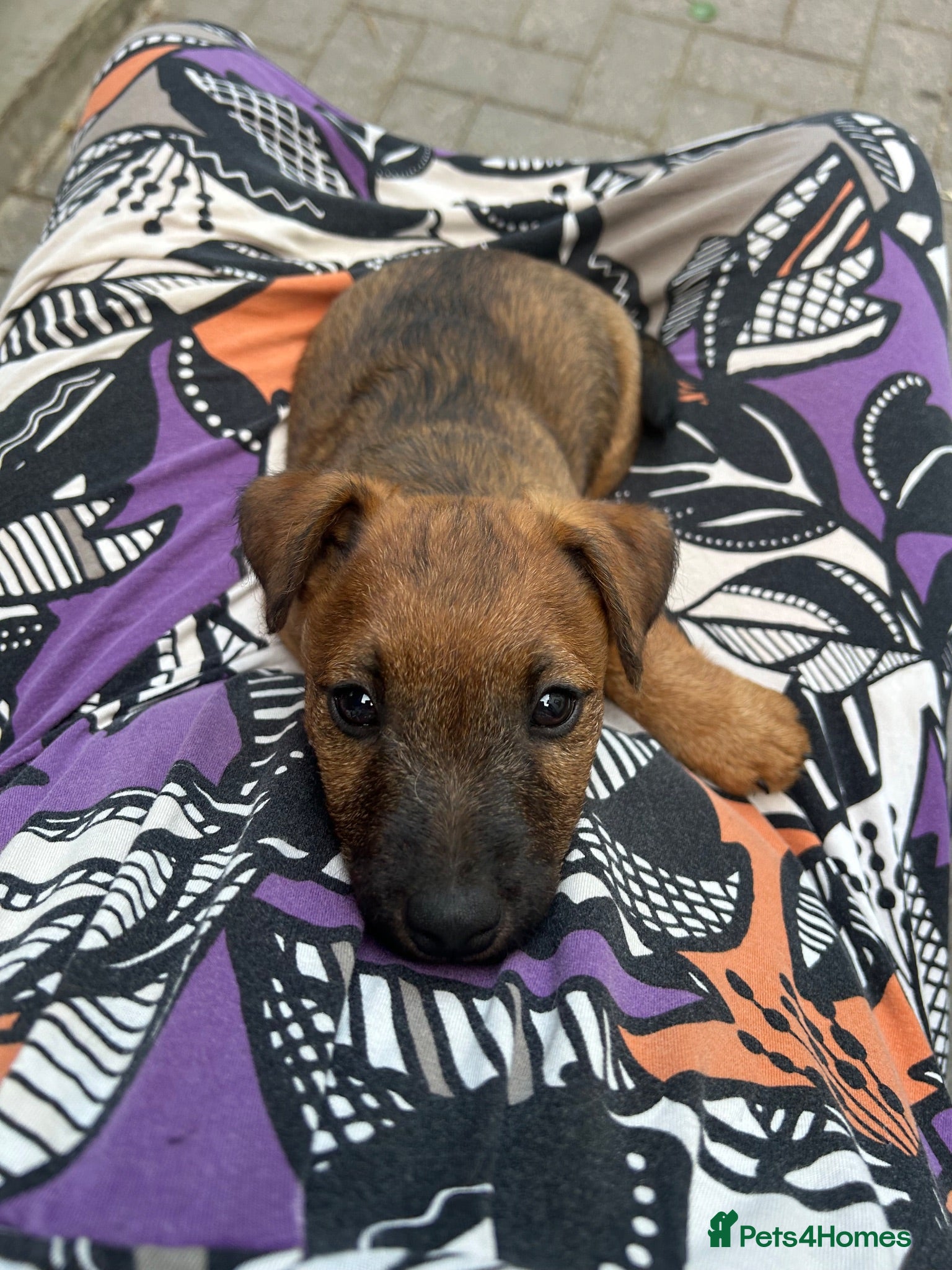 Lakeland Terrier dogs Lakeland puppies for sale - Advert 6
