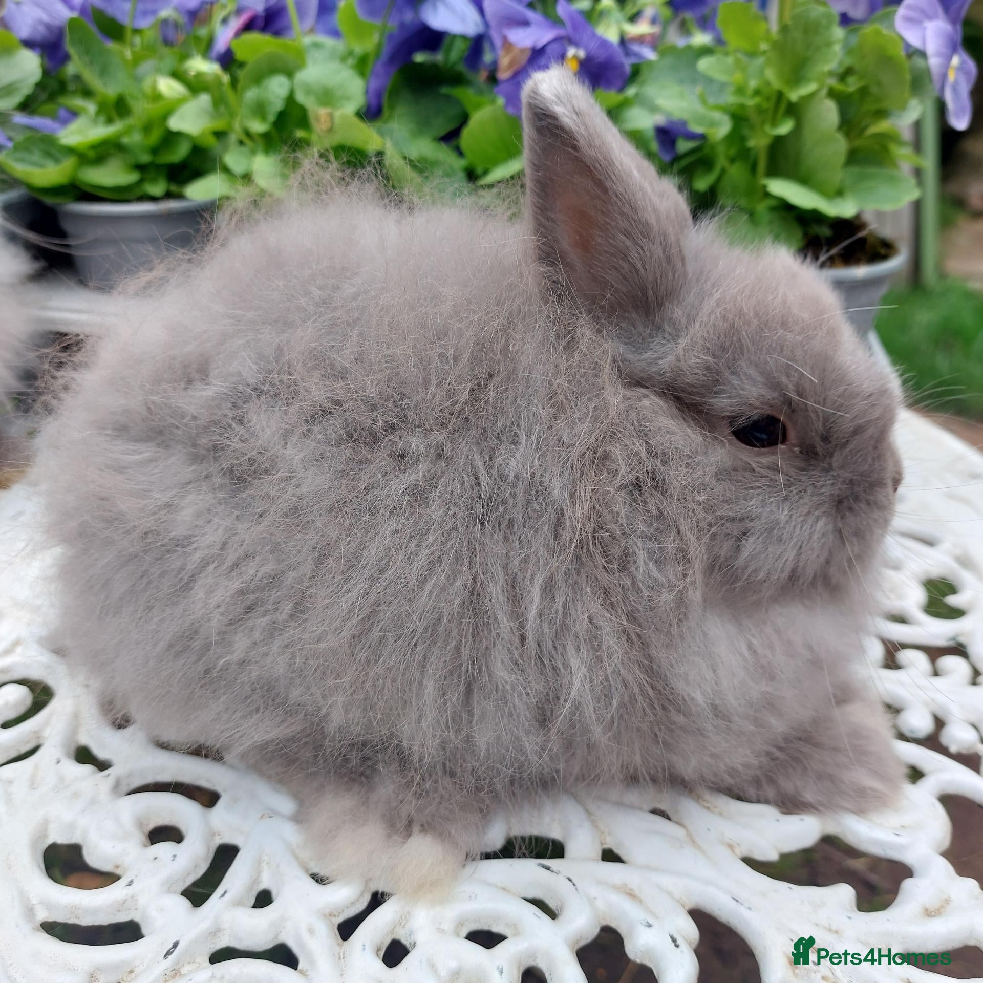 Netherland Dwarf rabbits STUNNING JERSEY WOOLY X BABIES - Advert 2
