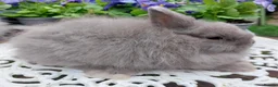 Netherland Dwarf rabbits for sale: STUNNING JERSEY WOOLY X BABIES - Advert 2