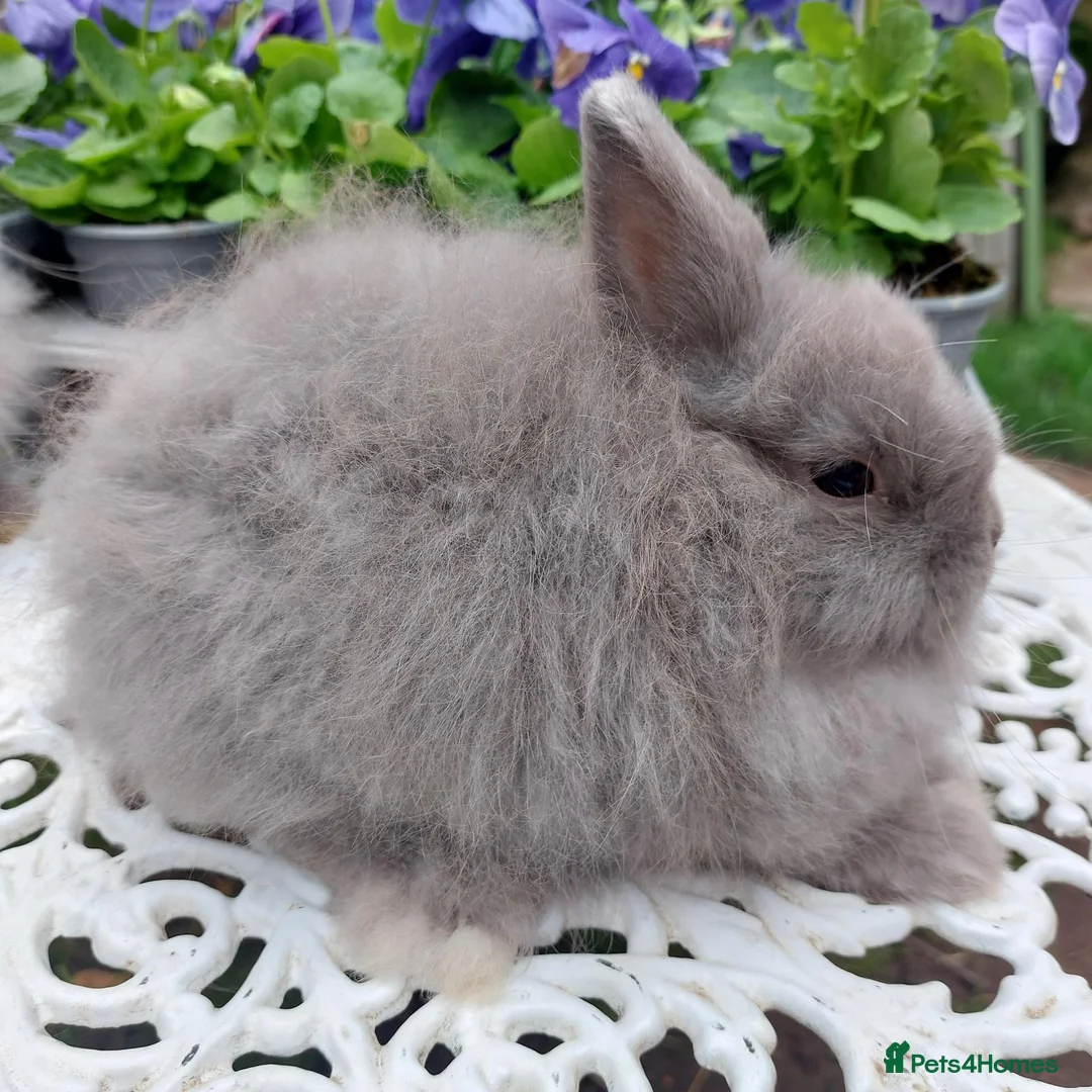 Netherland Dwarf rabbits for sale: STUNNING JERSEY WOOLY X BABIES - Advert 2