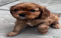 Cavalier King Charles Spaniel dogs for sale: KC registered and DNA clear cavaliers - Image 1