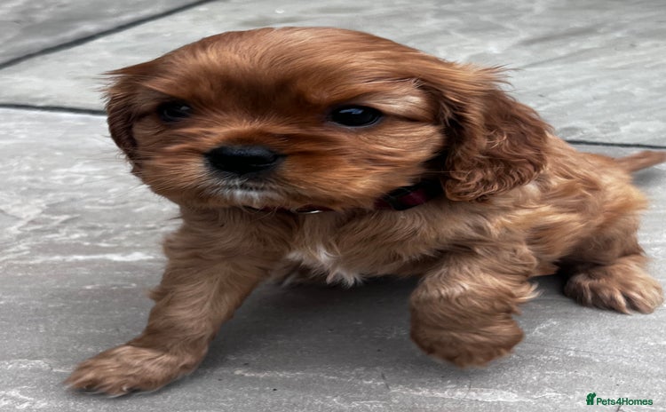 Cavalier King Charles Spaniel dogs - Advert 3