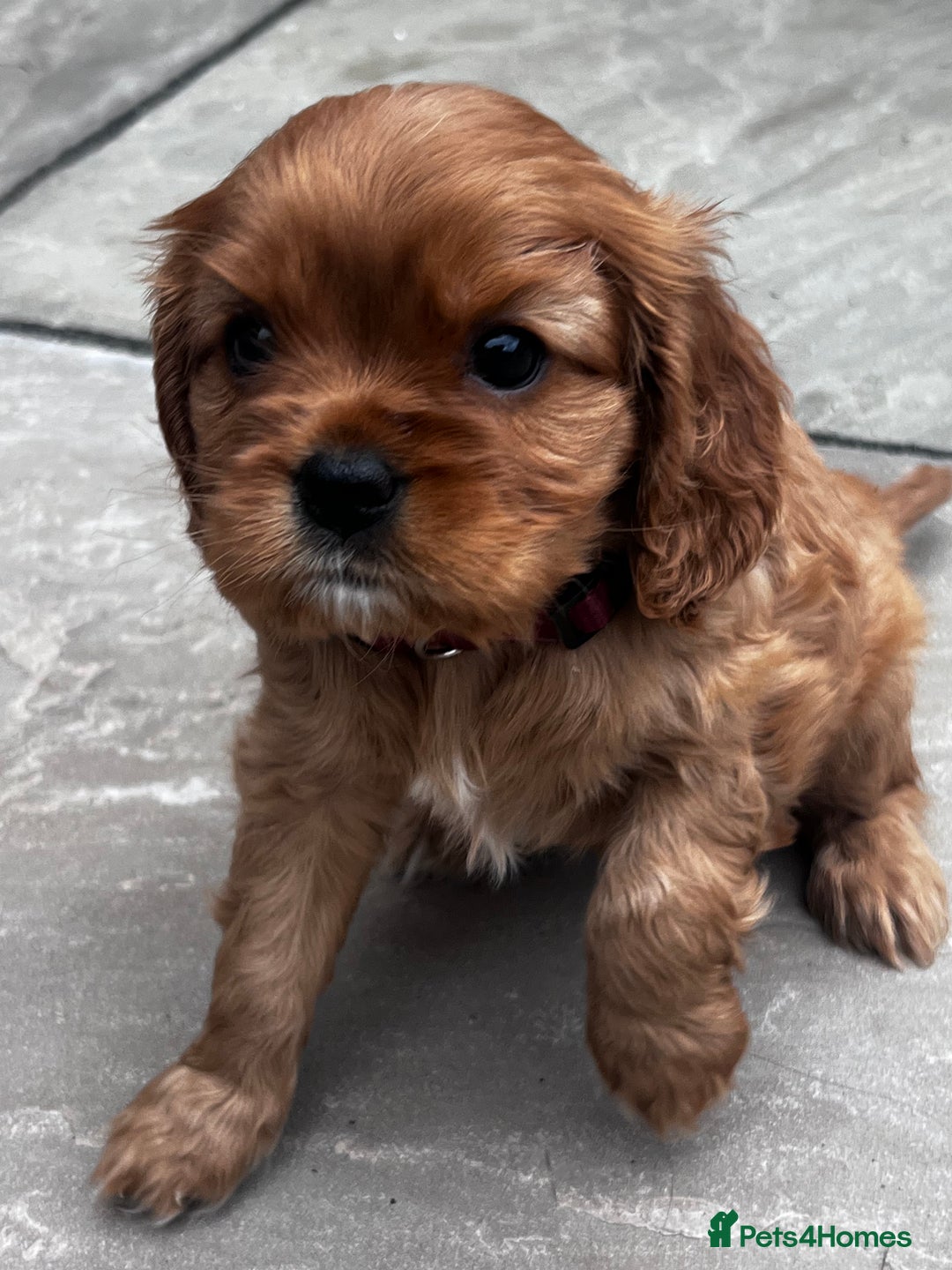 Cavalier King Charles Spaniel dogs for sale: KC registered and DNA clear cavaliers - Image 1