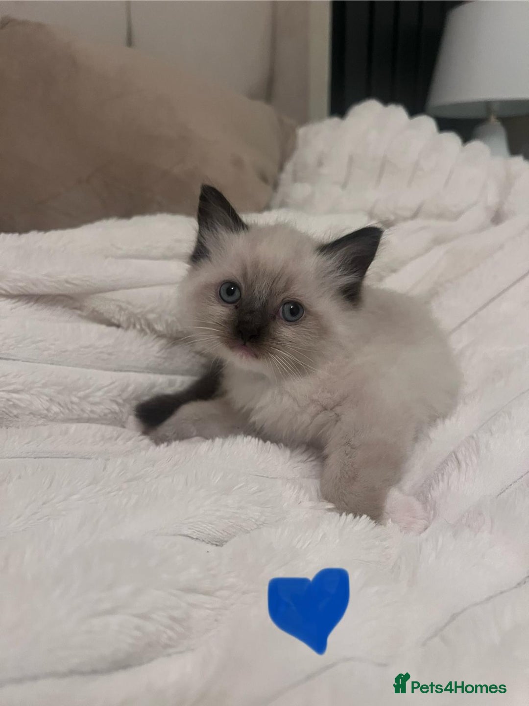 Ragdoll cats for sale: 4 gorgeous Ragdoll kittens for sale - Advert 27