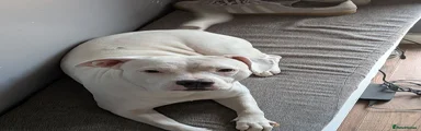 Mixed Breed 1