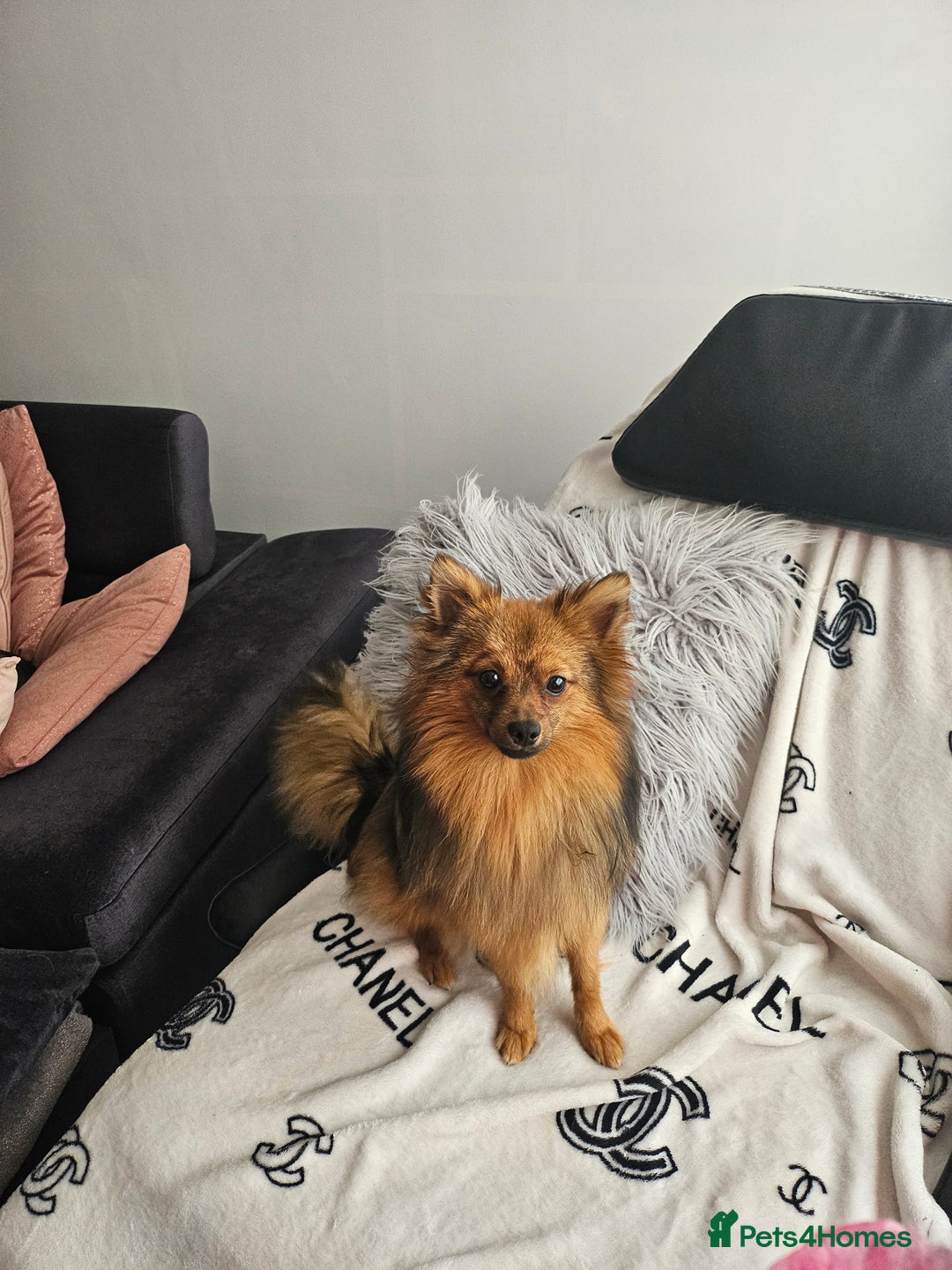 Pomeranian dogs for stud: Prince pomeranian  - Image 7