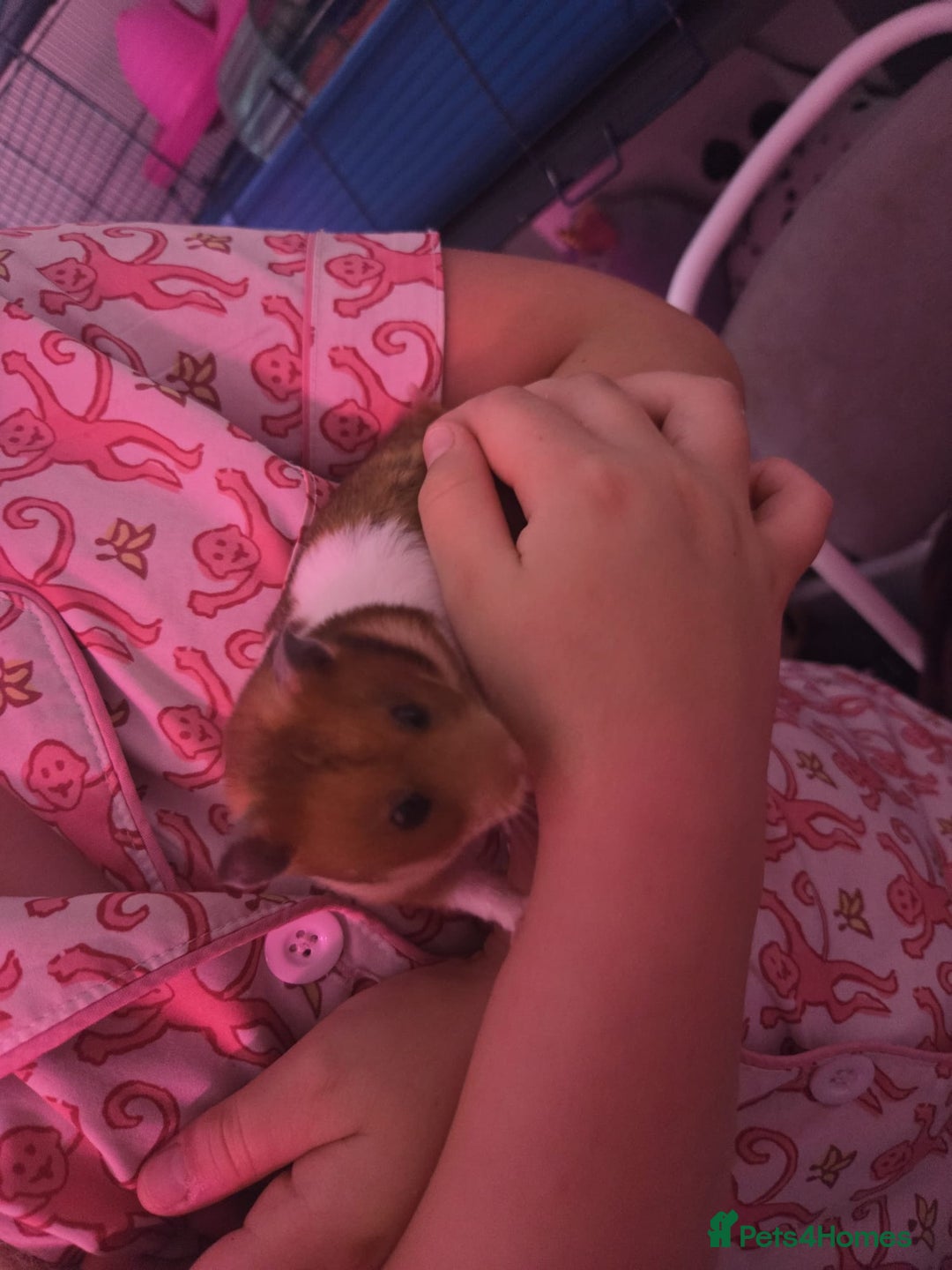 Hamster rodents for sale: Friendliest Hamster and cage  - Image 2